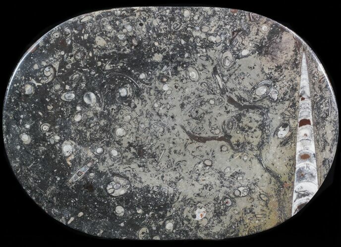 -/ Fossil Orthoceras & Goniatite Plate - Stoneware #40540